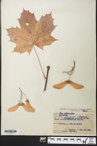 Acer platanoides image