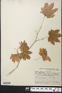 Acer circinatum image