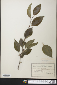 Ilex montana image