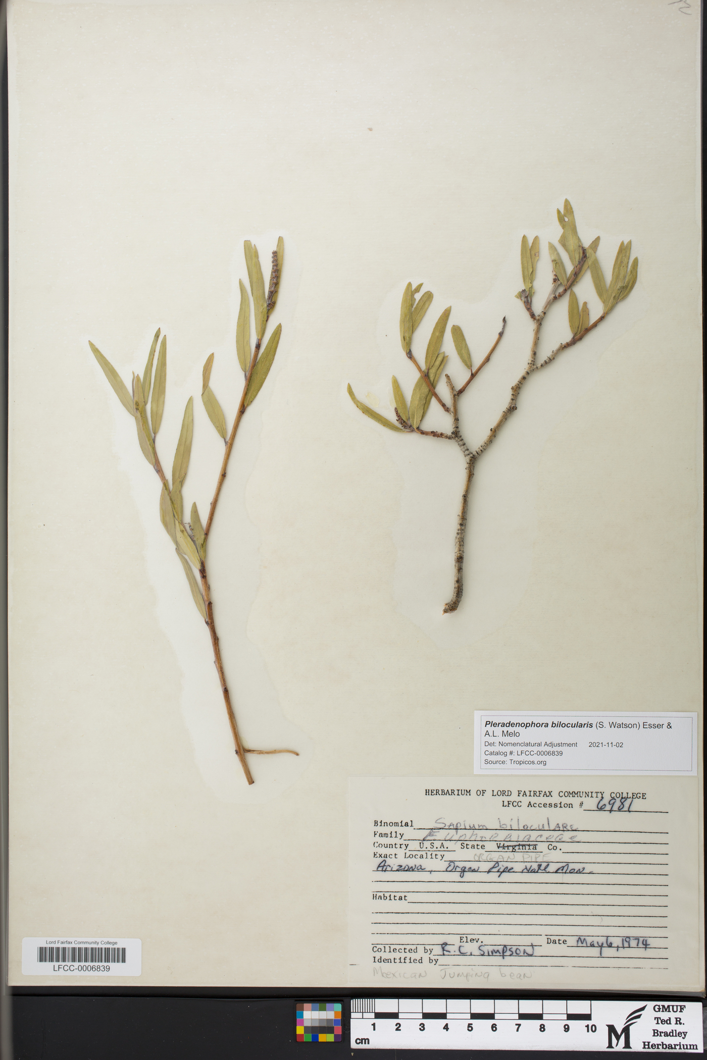 Pleradenophora bilocularis image