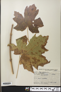 Acer macrophyllum image