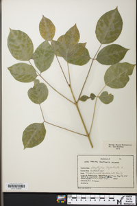 Staphylea trifolia image