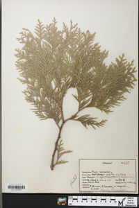 Thuja occidentalis image