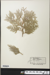 Thuja occidentalis image