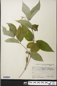 Diervilla lonicera image