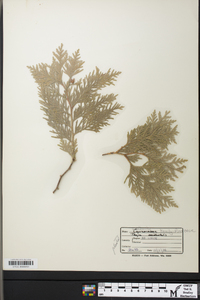 Thuja occidentalis image