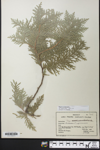 Thuja occidentalis image