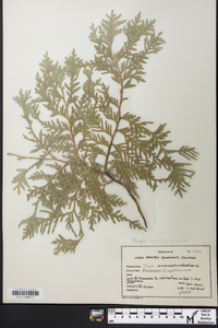 Thuja occidentalis image