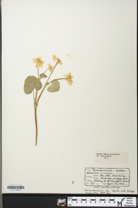 Caltha palustris image