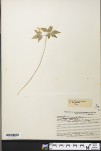 Anemone quinquefolia image