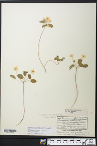 Thalictrum thalictroides image