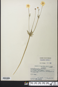 Ranunculus bulbosus image