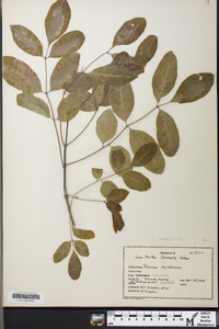 Fraxinus caroliniana image