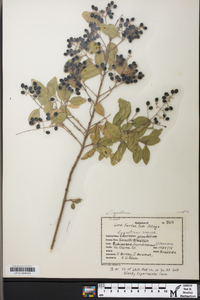 Ligustrum sinense image