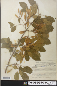 Fraxinus cuspidata image