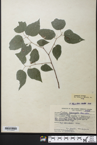 Celtis tenuifolia image