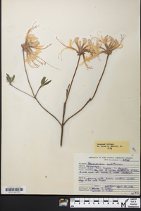 Rhododendron periclymenoides image