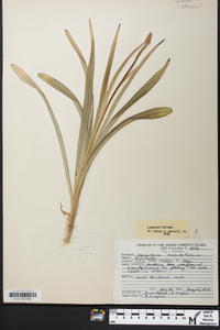 Amianthium muscitoxicum image