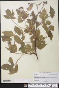 Rubus canadensis image