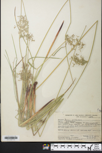 Juncus effusus var. pylaei image