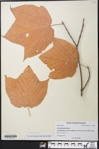 Acer pensylvanicum image