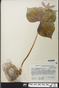 Trillium grandiflorum image