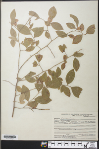 Vaccinium fuscatum image