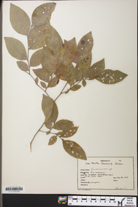 Vaccinium fuscatum image