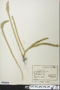 Lycopodiella alopecuroides image