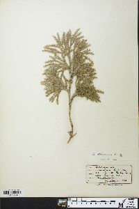 Dendrolycopodium dendroideum image