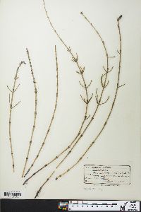 Equisetum palustre image