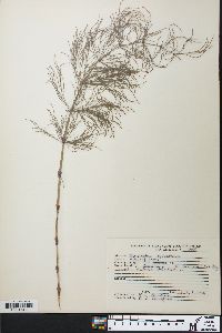 Equisetum sylvaticum image