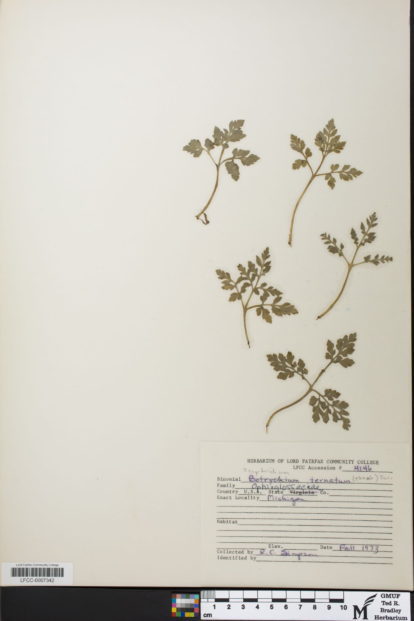 Botrychium schaffneri image