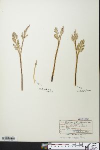 Botrychium matricariifolium image