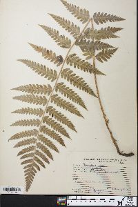 Dryopteris celsa image