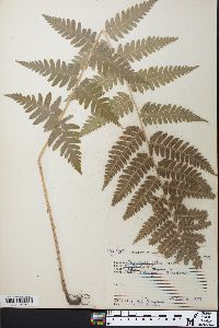 Dryopteris celsa image