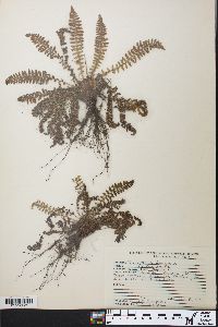 Dryopteris fragrans image