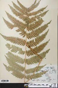 Dryopteris goldieana image