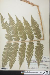 Dryopteris goldieana image