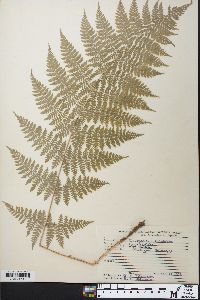 Dryopteris × triploidea image