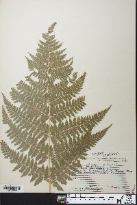 Dryopteris × triploidea image