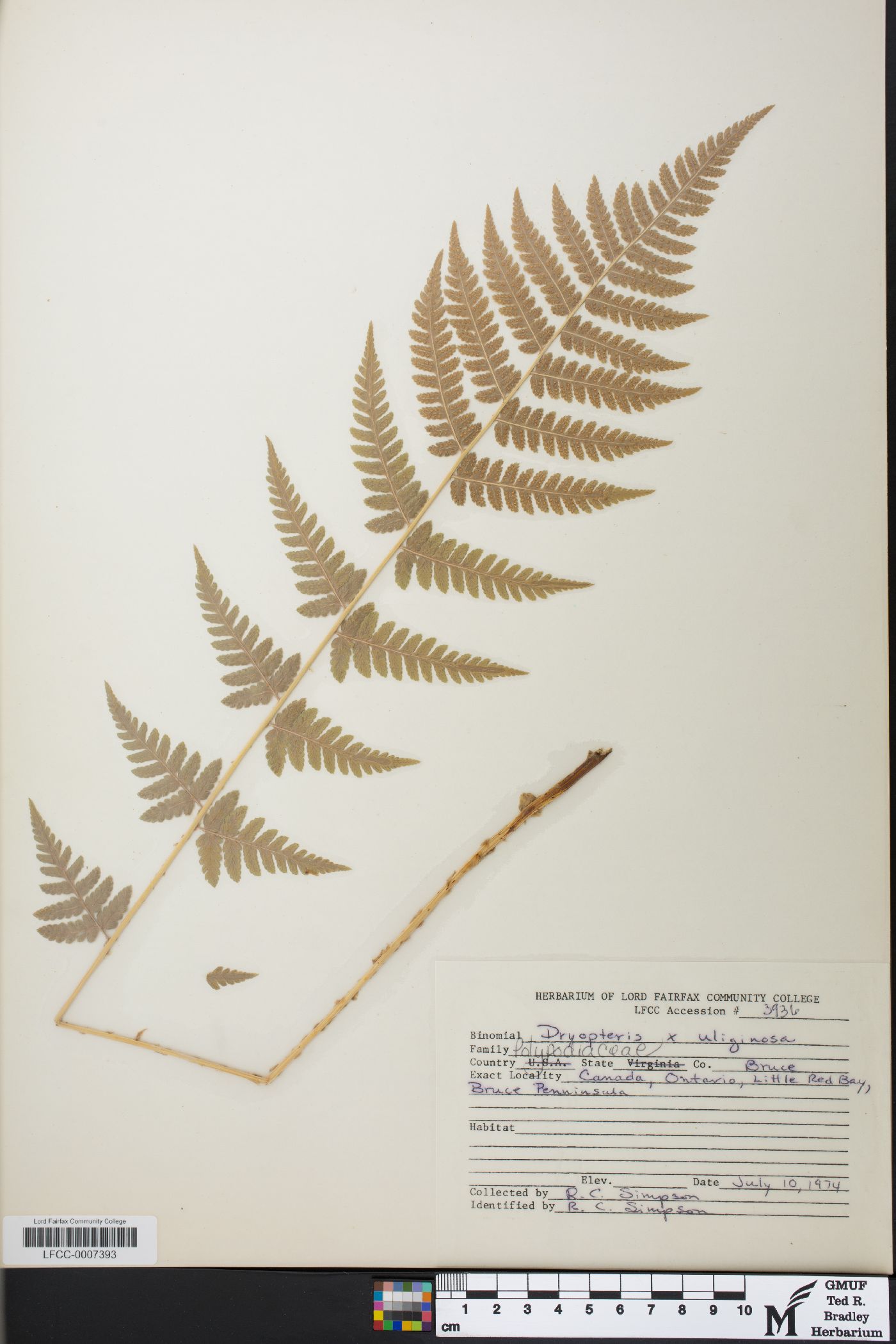 Dryopteris x uliginosa image