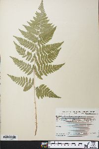 Dryopteris x uliginosa image