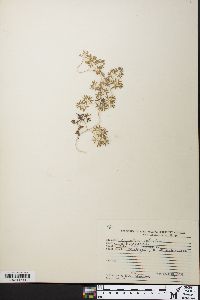 Lygodium palmatum image