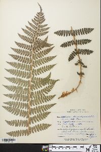 Polystichum braunii image