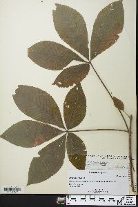 Aesculus flava image