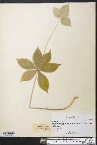 Medeola virginiana image