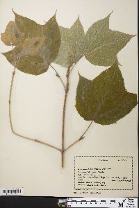 Acer pensylvanicum image