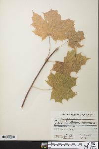 Acer platanoides image