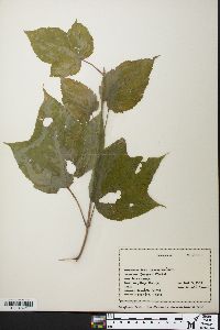 Acer pensylvanicum image